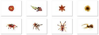 Itsy Bitsy Spider…: Infants React with Increased Arousal to <mark class="highlighted">Spiders</mark> and Snakes
